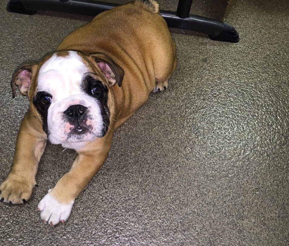 dog_floor